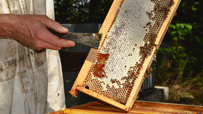 apiculteur-miel-recolte.jpg